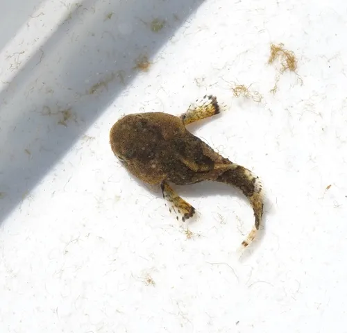 Tadpole Sculpin