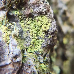 Yellow Soot Lichen thumbnail 4