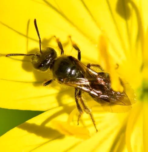 Evening Primrose Sweat Bee