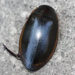 Vertical Diving Beetle thumbnail 1