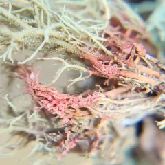 Marchandiomyces corallinus thumbnail 3