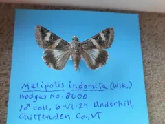Indomitable Graphic Moth thumbnail 4