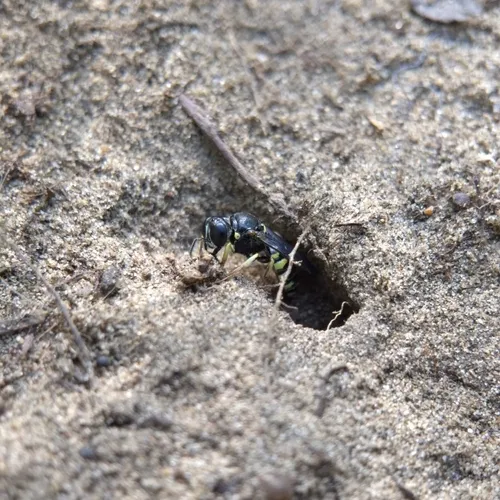 Anacrabro ocellatus