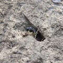 Anacrabro ocellatus thumbnail 1