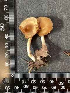 Cortinarius comptulus thumbnail 2