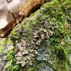 Naked Kidney Lichen thumbnail 2
