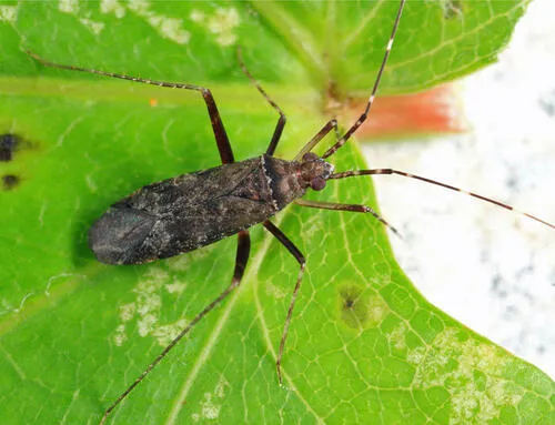 Phytocoris antennalis