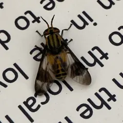 Gemeni Deer Fly thumbnail 2