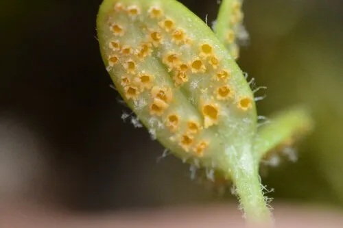 Peronospora phlogina