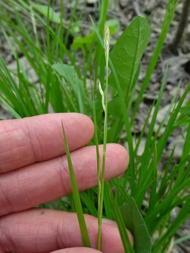 Assiniboine sedge