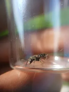 water-lily sweat bee thumbnail 3