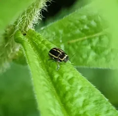 Pachybrachis nigricornis thumbnail 2