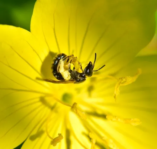 Truncate Sweat Bee