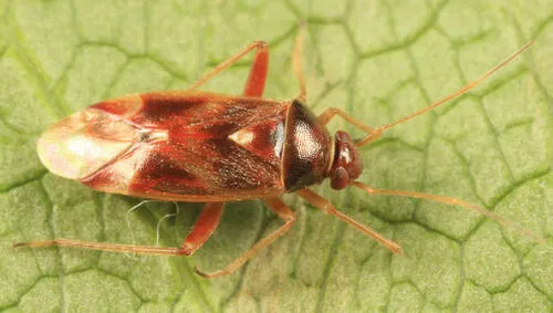 Pinalitus approximatus