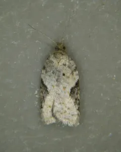 Acleris implexana thumbnail 2