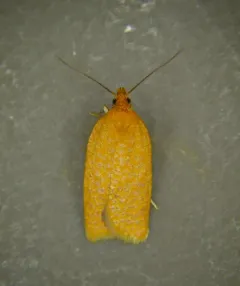 Yellow-headed Fireworm thumbnail 3