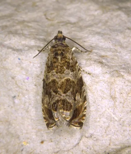 Olethreutes galevora