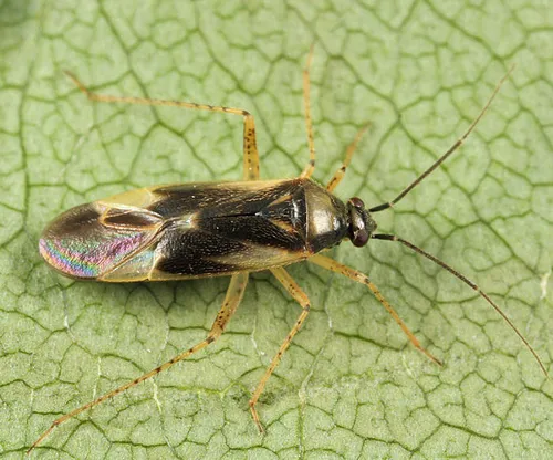 Plagiognathus alboradialis