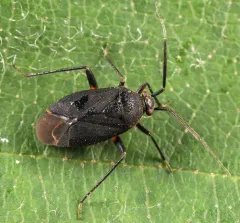 Polymerus opacus thumbnail 2