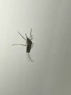 Culex erraticus thumbnail 2