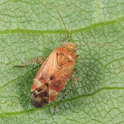 Psallus falleni