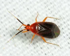 Rhinocapsus rubricans thumbnail 2
