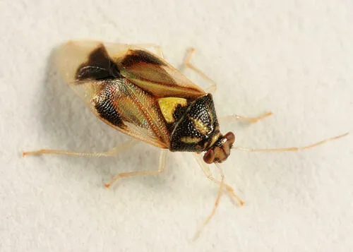 Tropidosteptes pubescens