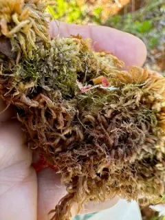 Wood Fingerwort thumbnail 3