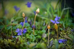 Galeropsis polytrichoides thumbnail 3