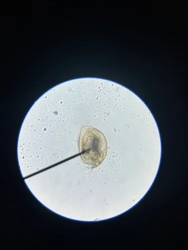 Pleuroxus procurvus
