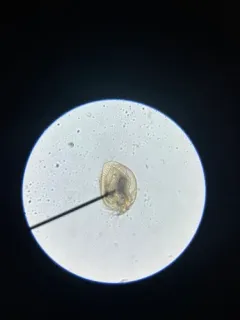 Pleuroxus procurvus thumbnail 1