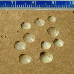 pond fingernailclam thumbnail 3