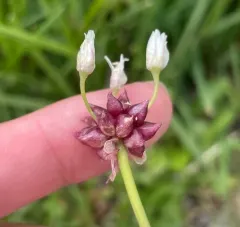 Geyer's onion thumbnail 4