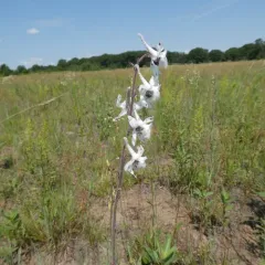Wild Blue Larkspur thumbnail 3