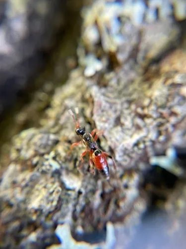 Pleolophus indistinctus