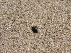 Hypocaccus dimidiatipennis thumbnail 4