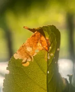Apple Flea Weevil thumbnail 4