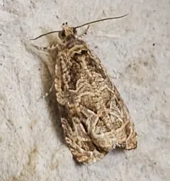Raspberry Leafroller Moth thumbnail 4
