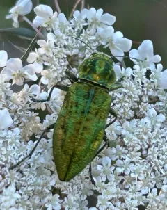 Western Cedar Borer thumbnail 4