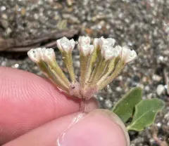 Wyoming Sand Verbena thumbnail 4