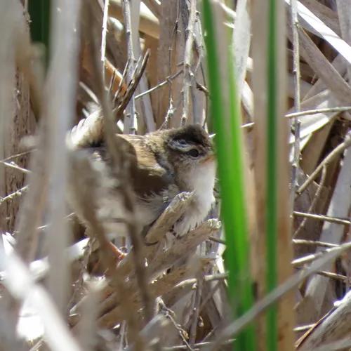 Marsh Wren