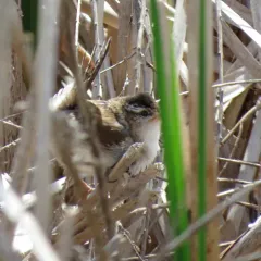 Marsh Wren thumbnail 1