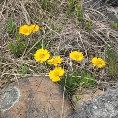lakeside daisy thumbnail 3