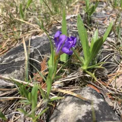 Dwarf Lake Iris thumbnail 2