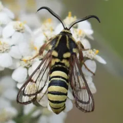 American Hornet Moth thumbnail 4