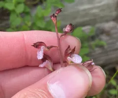 Spring Coralroot thumbnail 3
