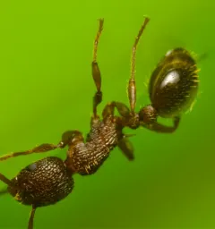 Wide-faced Ant thumbnail 3