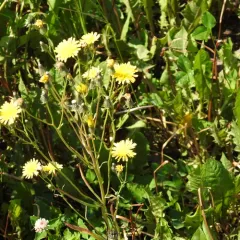 narrow-leaved hawksbeard thumbnail 4