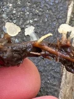 Neocudoniella radicella thumbnail 3