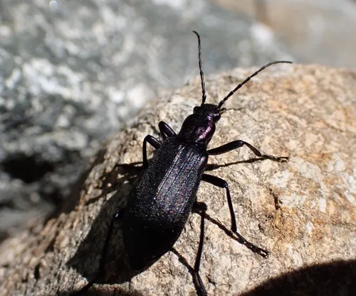 Ditylus gracilis